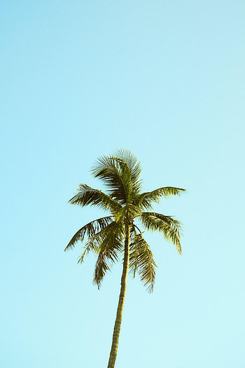 Nature, Sky, Wood, Tree, Minimalism, Palm HD phone wallpaper