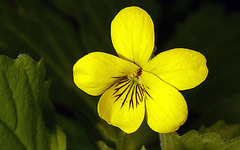 Violets, plant, nature, flower HD wallpaper