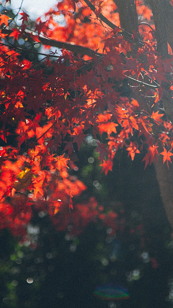 Maple tree, Vibrant leafs, Natural patterns, Fuzzy background HD phone wallpaper