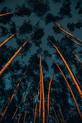 Trees, Top, Dark, Forest, Crown, Tops, Trunks, Crowns HD phone wallpaper