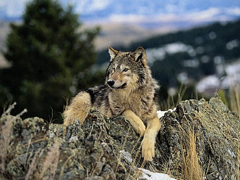 timber wolf, white, timber, saying, black, wolves, , wolf, canislupus, howling, wolf art, wisdom HD wallpaper