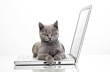 This is mine, pisica, animal, kitten, laptop, cute, cat, funny, paw HD wallpaper