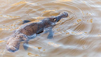 Platypus, Unusual mammal, Fascinating facts, Nature's wonders HD wallpaper