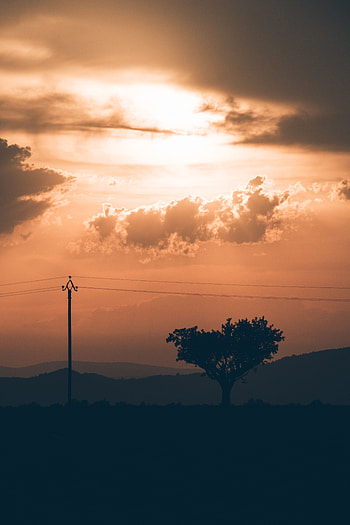 Nature, Sunset, Wood, Tree, Pillar, Post, Wires, Wire HD phone wallpaper