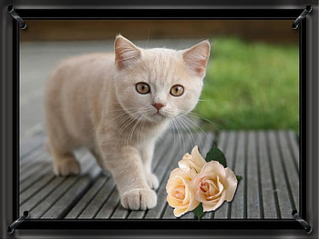 soft paws, soft, paws HD wallpaper