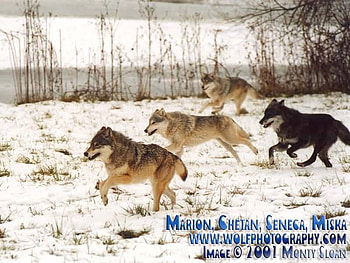 Marion,Chetan,Senca,Miska chasing prey, marion, chasing, prey, wolves, senca, down, chetan HD wallpaper