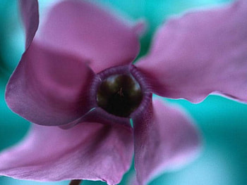 Purple Pretty, purple, garden, flower HD wallpaper