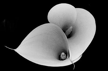 White Lilies, kalas, white, flowers, lilies HD wallpaper