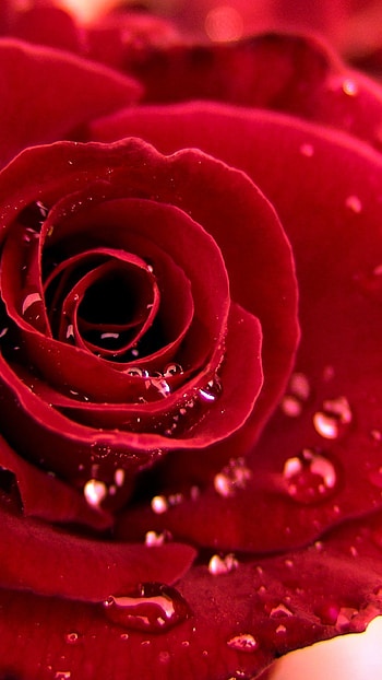 Beautiful Rose, Red Rose, Love HD phone wallpaper