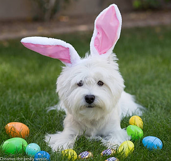 Happy Easter!, bunny, dog, pink, white, puppy, cute, ears, easter, egg HD wallpaper