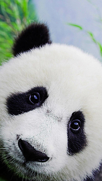 Panda eyes, Pandas HD phone wallpaper