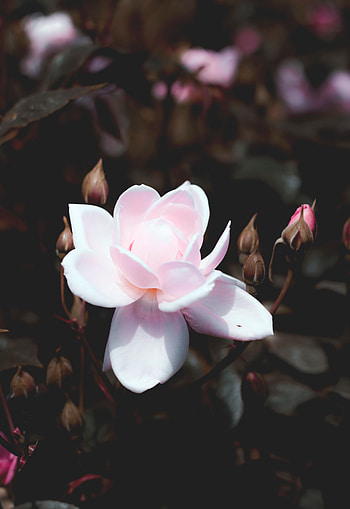 Flowers, Pink, Bush, Rose Flower, Rose, Petals, Bud, Bloom, Flowering HD phone wallpaper
