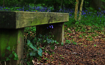 Nature, Flowers, Grass, Bench HD wallpaper