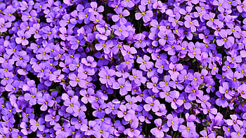 Purple Flowers Background , purple, flowers HD wallpaper