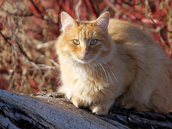 Cat, animal, kitten, feline HD wallpaper