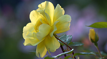 Rose, petals, yellow, flower HD wallpaper