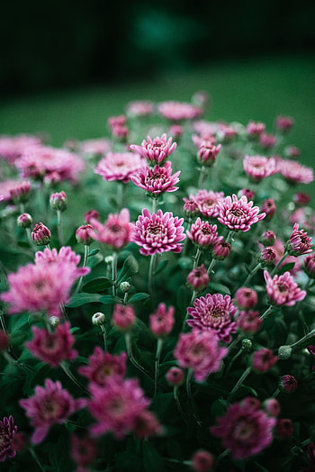 Flowers, Chrysanthemum, Violet, Flower, Bloom, Flowering, Purple HD phone wallpaper