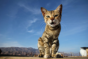 Animals, Cat, Kitty, Kitten, Is Sitting, Sits HD wallpaper