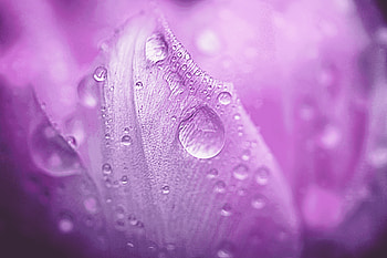 flower, macro HD wallpaper
