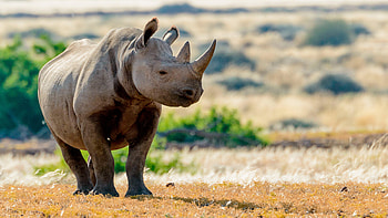 The south-western black, Rhino HD wallpaper