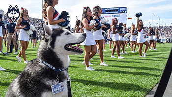 UConn Athletics : Cheerful Husky at the Game, Sports, UConn Athletics, husky HD wallpaper