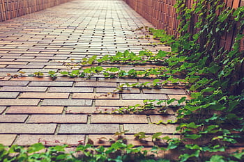 A serene urban walkway with green ivy creeping over red brick paving. HD wallpaper