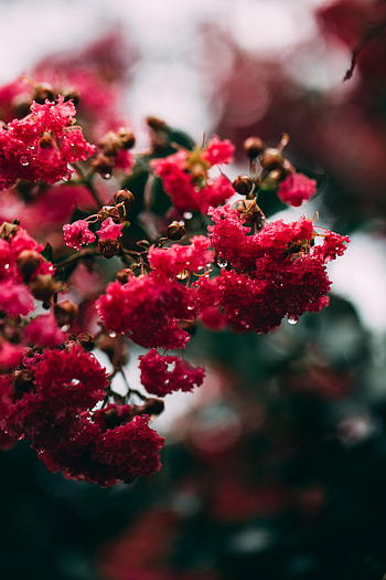 Flowers, Pink, Macro, Bloom, Flowering, Branch HD phone wallpaper