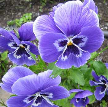 Flowers In The Sky, sky blue, plant, flowers, pansys HD wallpaper