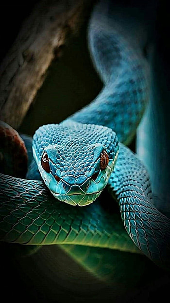 Snake, Vines Snake HD phone wallpaper