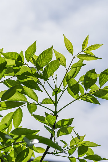 Nature, Sky, Leaves, Wood, Tree, Branch HD phone wallpaper