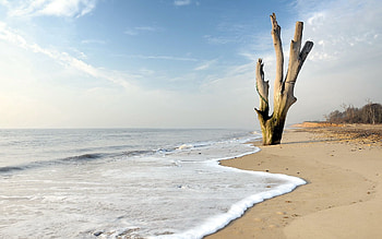 Sea, Landscape, Nature, Wood, Tree HD wallpaper