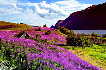 Norway scenery, river, Norway, peaceful, mountain, cabin, shore, scenery, flowers, sky, cottage, countryside HD wallpaper