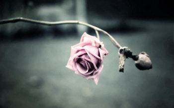 Flowers, Flower, Rose Flower, Rose, Branch, Shadow HD wallpaper