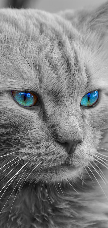 Beautiful Blue Green Eyed Tabby, manipulation, Animal, cat HD phone wallpaper