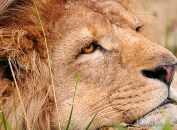 LION, animal, lindo, felino, fauna, natureza HD wallpaper