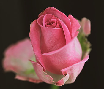 Rose, bud, close up HD wallpaper