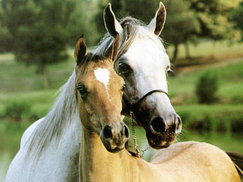 beloved horses, horses, animals, cute, beautiful, beloved HD wallpaper