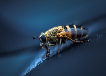 Macro, Eyes, Insect, Wings, Fly HD wallpaper