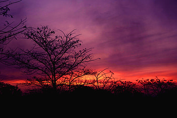 Nature, Sunset, Sky, Clouds, Wood, Tree HD wallpaper