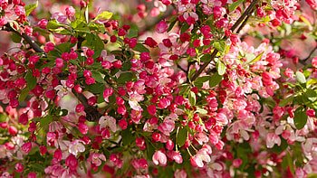Pink Apple Tree Flowers Buds Green Leaves Tree Branches In Blur Background Flowers HD wallpaper