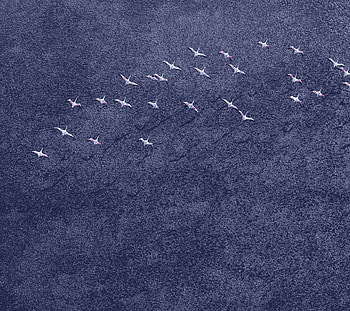 Nexus 2016 Stock, android, graphy, birds HD wallpaper