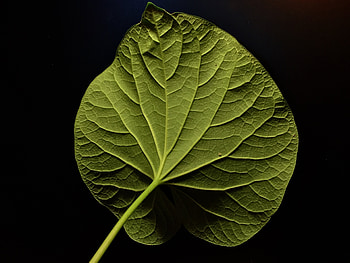 Leave, close up, portrait HD wallpaper
