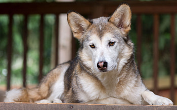 Animals, Dog, Muzzle, Sadness, Sight, Opinion, Sorrow, Waiting, Expectation HD wallpaper