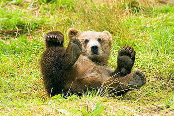 rolling in the grass, having fun, rolling, grass, brown bear HD wallpaper