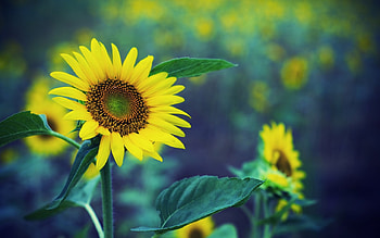 Sunflower, seeds, yellow, flower HD wallpaper