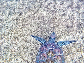 A stunning aerial view of a sea turtle swimming in the ocean, showcasing its vibrant shell. HD wallpaper