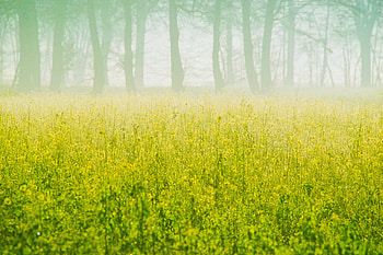 Autumn, farms, yellow flowers HD wallpaper