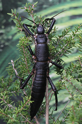 Stick Insect, Insects HD phone wallpaper