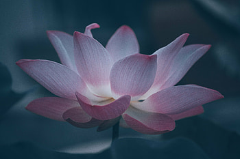 Bloom, beautiful pink lotus HD wallpaper