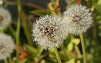 Spring Weeds, weeds, pretty, green, nature, poof, spring, serene HD wallpaper